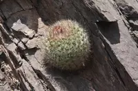 Parodia stuemeri (Parodia stuemeri) plant