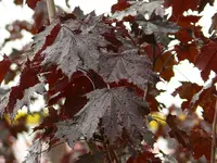 Norway Maple
