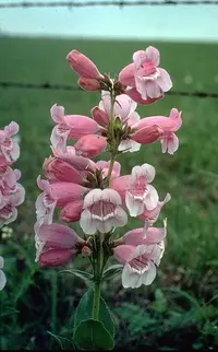 cobaea beardtongue