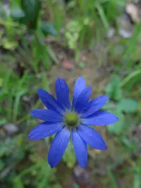 Southern Anemone (Anemone decapetala) plant