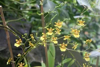 Kandyan Dancer Orchid (Oncidium sphacelatum) plant