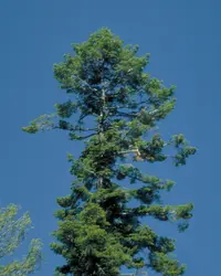 Grand Fir