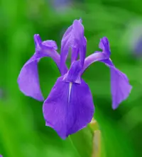rabbitear iris