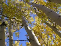 quaking aspen (Populus tremuloides) plant