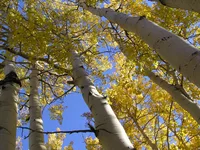 quaking aspen