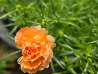 Dianthus caryophyllus