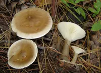 Club Foot (Ampulloclitocybe clavipes) plant