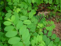 gale of the wind (Phyllanthus niruri) plant