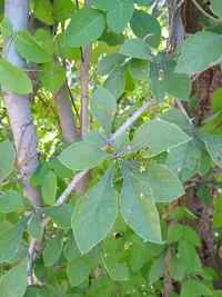 Randia echinocarpa