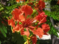 Delonix regia