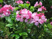 Mountain laurel