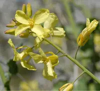 Brassica montana