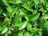 Tea plant (Camellia sinensis) plant