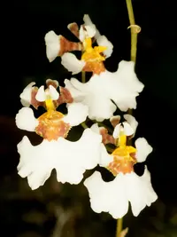 Harlequin dancing-lady orchid