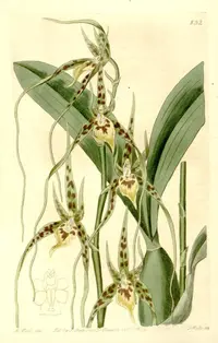 Cricket orchid (Brassia caudata) plant