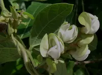Wajira grahamiana (Wajira grahamiana) plant