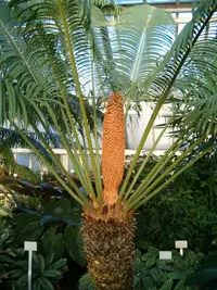 Queen sago (Cycas rumphii) plant