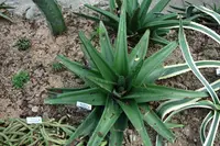 Blade Oxtongue