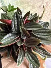 Emerald-Ripple Peperomia photo by a Botan App user