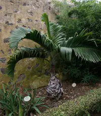 Bottle palm
