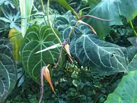 Crystal Anthurium