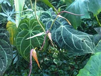 Crystal Anthurium (Anthurium crystallinum) plant