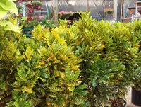 Croton