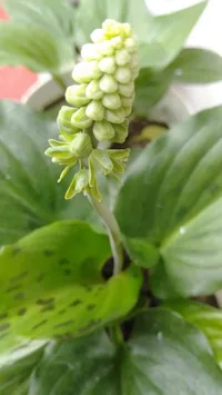 African False Hosta (Drimiopsis maculata) plant