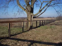 hackberry (Celtis occidentalis) plant