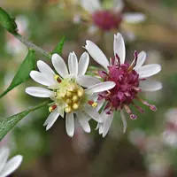 calico aster