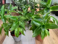 Callisia plant