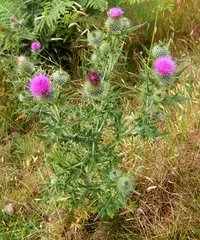 bull thistle