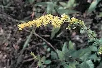 wrinkleleaf goldenrod