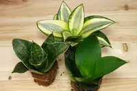 Bird's Nest Snake Plant