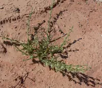 broadfruit combseed (Pectocarya platycarpa) plant