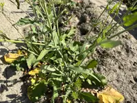 Field Mustard