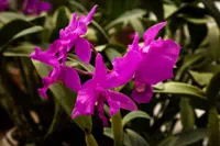 Bletilla striata flower