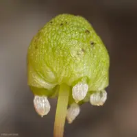 Palmer's asterella