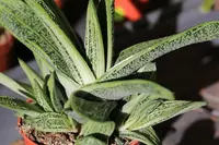 Gasteria 'Little Warty' plant
