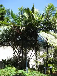 Burretiokentia hapala (Burretiokentia hapala) plant