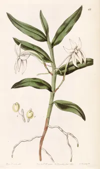 Angraecum mauritianum