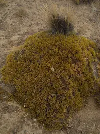 Patagonian Ephedra (Ephedra frustillata) plant