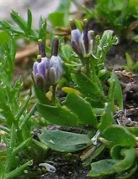 Blue Arabis (Arabis caerulea) plant