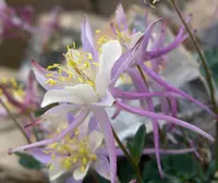 Utah columbine (Aquilegia scopulorum) plant