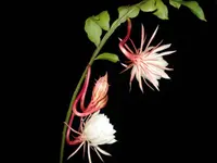 Queen of The Night (Epiphyllum oxypetalum) plant