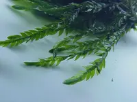 antifever fontinalis moss
