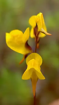southern bladderwort