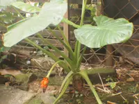 Alocasia longiloba