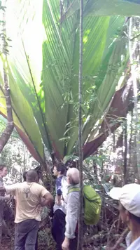 big-leaf palm