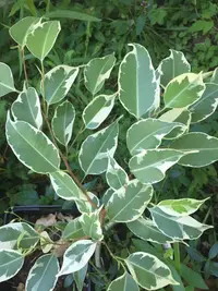 Weeping Fig